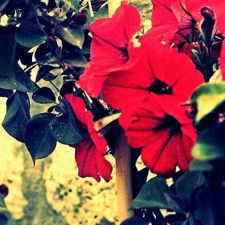 Sir ホテル アラカティ